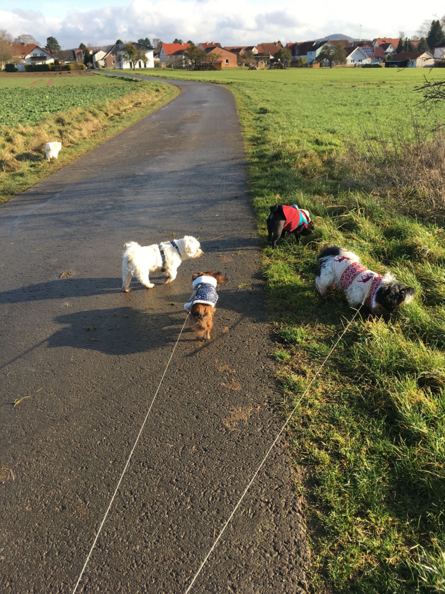 Hundepension, Hundetagesstätte und Ganztagsbetreuung für Hunde