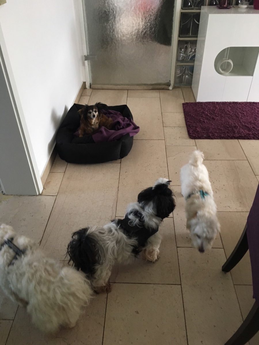 Hundepension, Hundetagesstätte und Ganztagsbetreuung für Hunde
