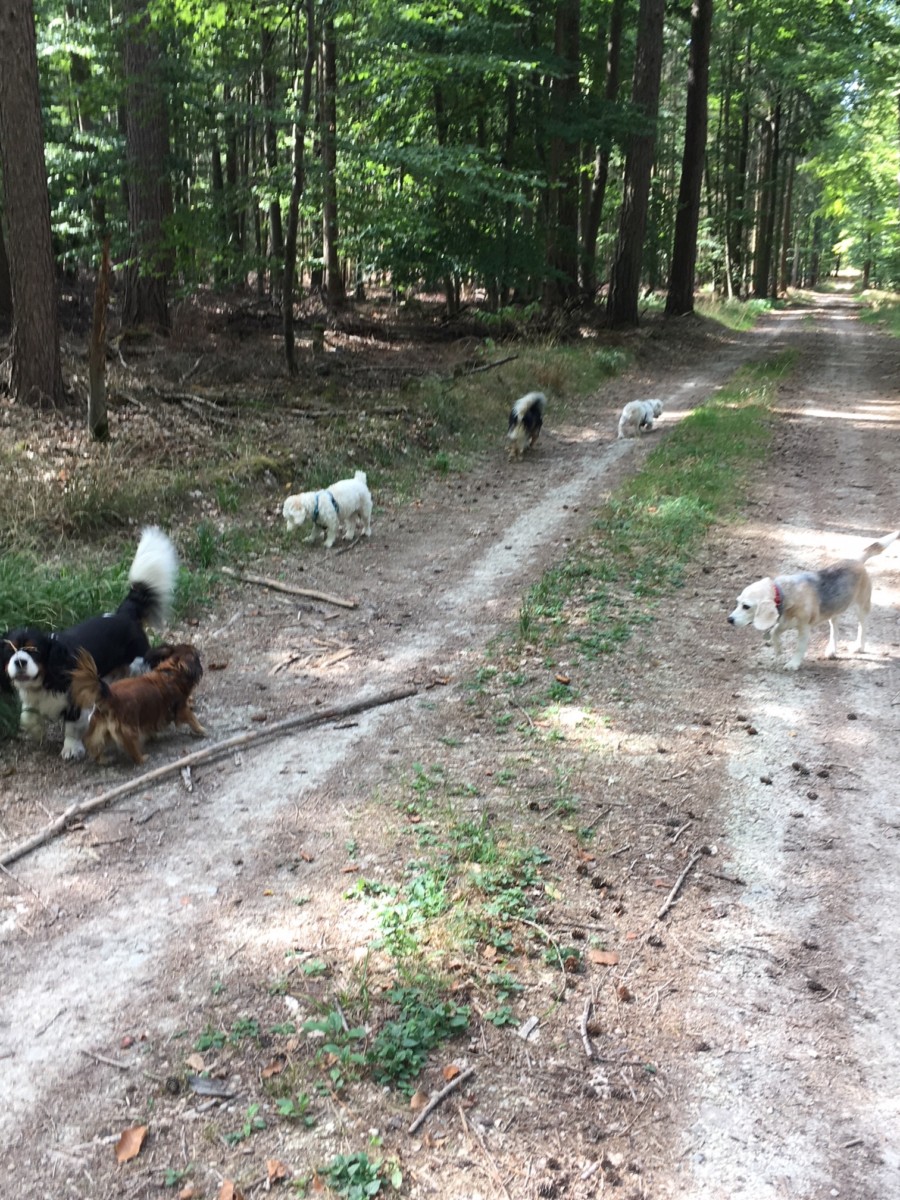 Hundepension, Hundetagesstätte und Ganztagsbetreuung für Hunde